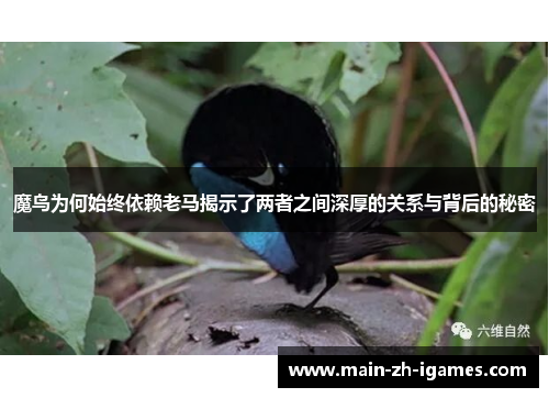 魔鸟为何始终依赖老马揭示了两者之间深厚的关系与背后的秘密
